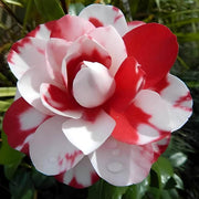 Red White Japonica Camellia Seeds