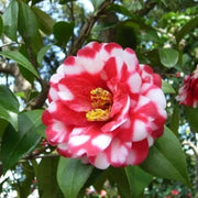 Red White Japonica Camellia Seeds