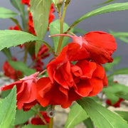 Balsam Camellia Seeds