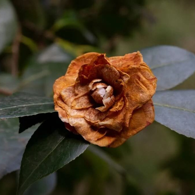 Brown Camellia Seeds
