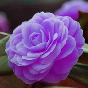 Purple Camellia Seeds