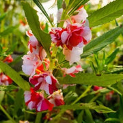 White Red Balsam Camellia Seeds
