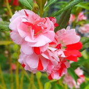 White Red Balsam Camellia Seeds