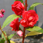 Balsam Camellia Seeds