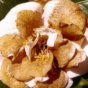 Brown Camellia Seeds