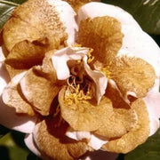 Brown Camellia Seeds