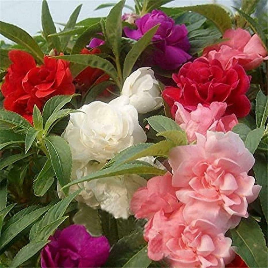 Mixed Colors Camellia Seeds