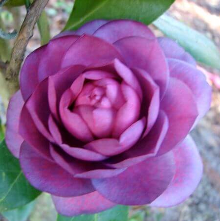 Purple Camellia Seeds