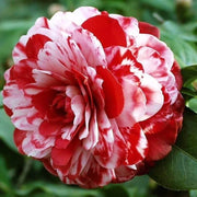 Red White Japonica Camellia Seeds