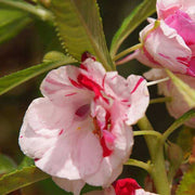 White Red Balsam Camellia Seeds