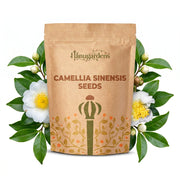 Camellia Sinensis Seeds – Camellia sinensis
