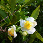 Camellia Sinensis Seeds - Herbal Seeds