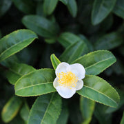 Camellia Sinensis Seeds - Herbal Seeds