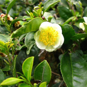 Camellia Sinensis Seeds - Herbal Seeds