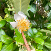 Camellia Sinensis Seeds – Camellia sinensis