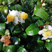 Camellia Sinensis Seeds – Camellia sinensis