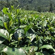 Tea Seeds, Camellia sinensis