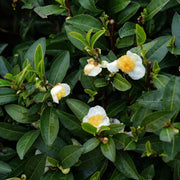 Tea Seeds, Camellia sinensis