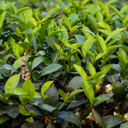 Tea Seeds, Camellia sinensis