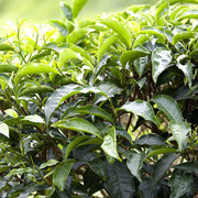 Tea Seeds, Camellia sinensis