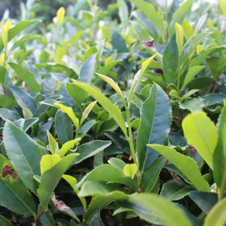 Tea Seeds, Camellia sinensis