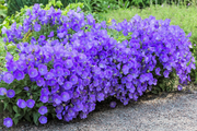 Carpathian Blue Campanula Seeds