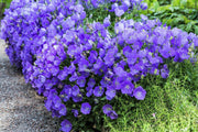 Carpathian Blue Campanula Seeds