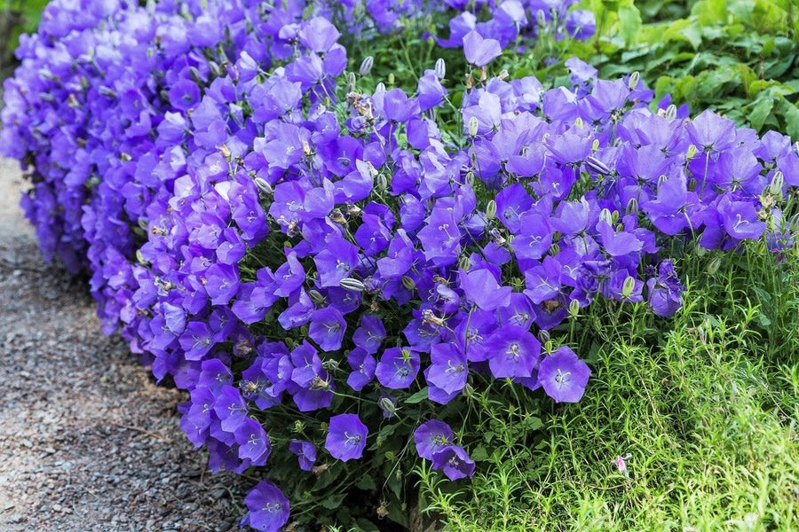 Carpathian Blue Campanula Seeds