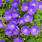 Carpathian Blue Campanula Seeds