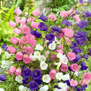Wildflower Mix Cup & Saucer Seeds