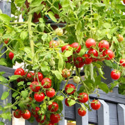 Campari Tomato Seeds