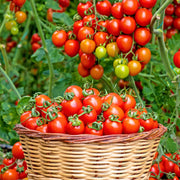 Campari Tomato Seeds