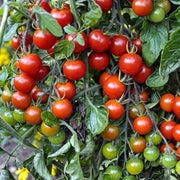 Campari Tomato Seeds