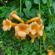 Flava Campsis Radicans Seeds