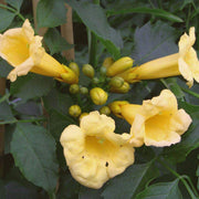 Flava Campsis Radicans Seeds