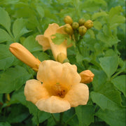 Flava Campsis Radicans Seeds