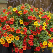 Can Seeds, Petunia x hybrida Flower Seeds
