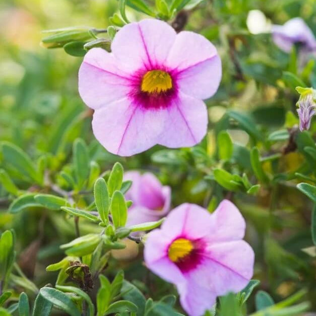 Can Seeds, Petunia x hybrida Flower Seeds