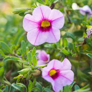 Can Seeds, Petunia x hybrida Flower Seeds