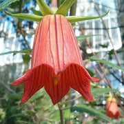 Wildflower Mix Canarina Seeds