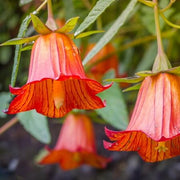 Wildflower Mix Canarina Seeds