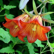 Wildflower Mix Canarina Seeds