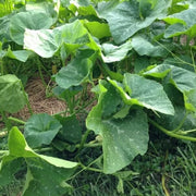 Candy Roaster Pumpkin Seeds - Vegetable Plant