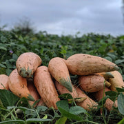 Candy Roaster Pumpkin Seeds - Vegetable Plant