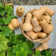 Candy Roaster Pumpkin Seeds - Vegetable Plant