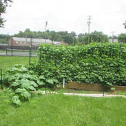 Candy Roaster Pumpkin Seeds - Vegetable Plant