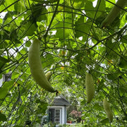 Candy Roaster Pumpkin Seeds - Vegetable Plant