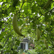 Candy Roaster Seeds - Vegetable Plant