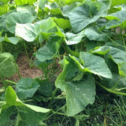 Candy Roaster Seeds - Vegetable Plant