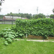 Candy Roaster Seeds